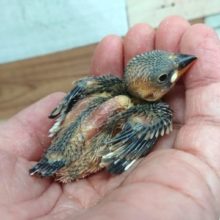 おむかえお待ちしてます！桜文鳥～～