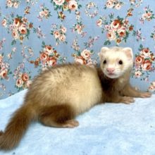 マーシャルフェレット  シナモン  男の子  10月27日