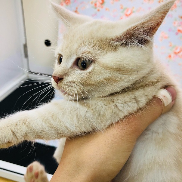 ブリティッシュショートヘア