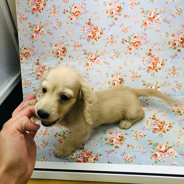 カニンヘンダックス