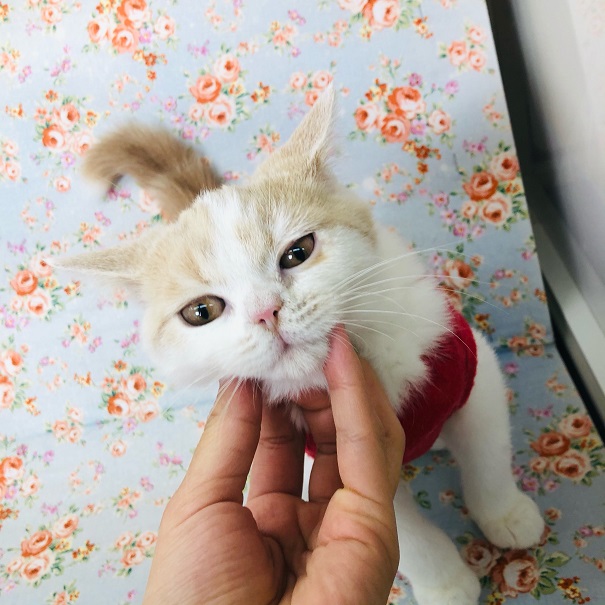 スコティッシュフォールド