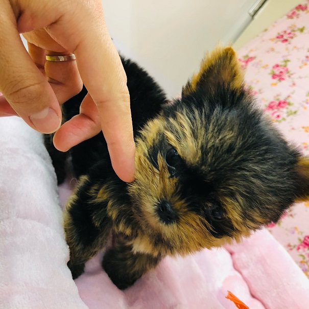 ヨークシャテリア