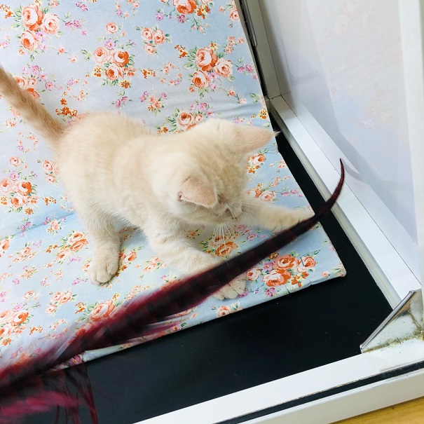 ブリティッシュショートヘア