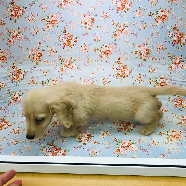 おっとりなダックスくん☆ カニンヘンダックス