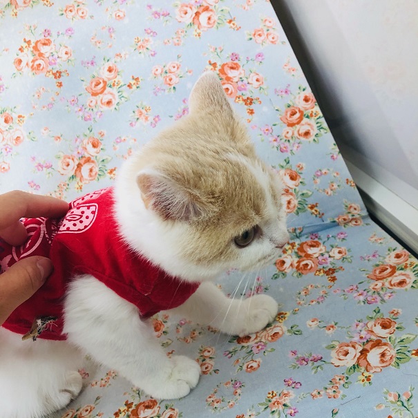 スコティッシュフォールド