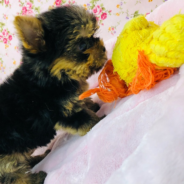 ヨークシャテリア