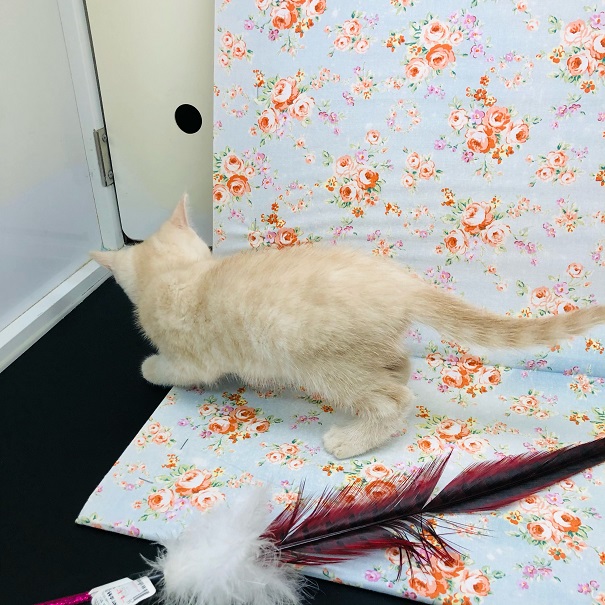 ブリティッシュショートヘア