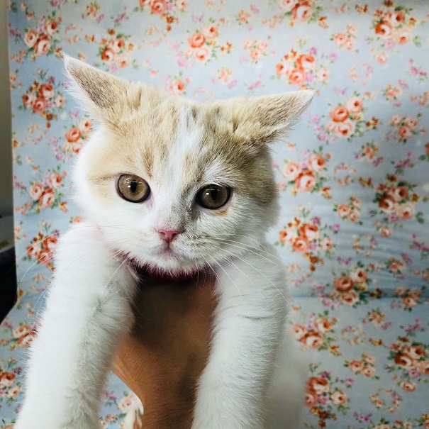 スコティッシュフォールド