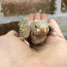 優しい色合い♥シナモン文鳥ヒナ〜！