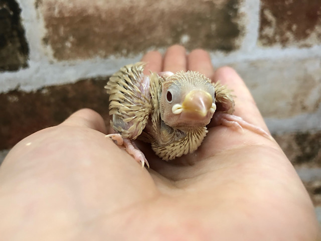 優しい色合い♥シナモン文鳥ヒナ〜！