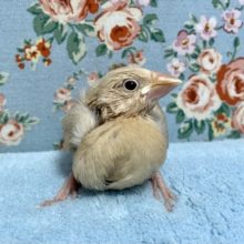 手乗り文鳥  シナモン  10月19日