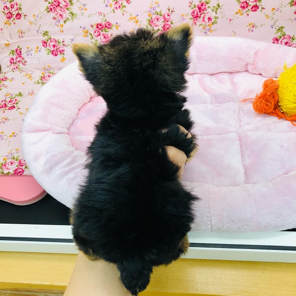 ヨークシャテリア