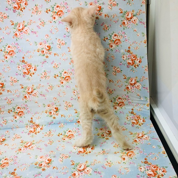 ブリティッシュショートヘア