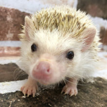触れ合いできちゃう♪ヨツユビハリネズミくん(シナモン)