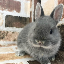 可愛さにイチコロ♡ネザーランドドワーフ(ブルーマーチン)