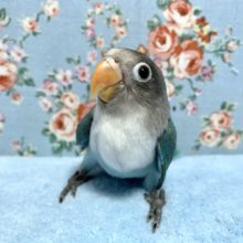手乗りボタンインコ　ブルー　11月4日