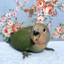 手乗りコザクラインコ  ノーマル  ヒナ  10月17日