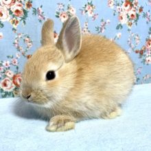 ネザーランドドワーフラビット  女の子  10月14日