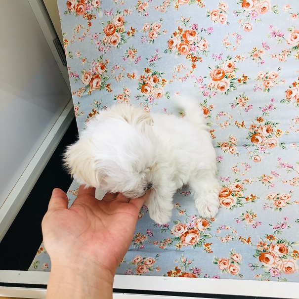 可愛いが止まらない💛マルシーズーくん💛最新画像更新!! マルシーズ