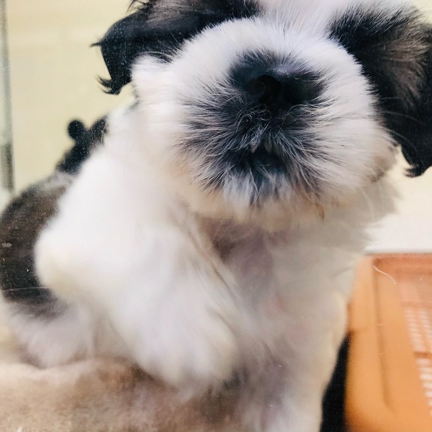 まんまるシーズーくんがきたーーーー!!!💛 シーズー