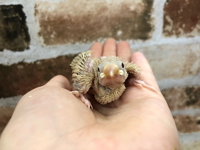 シナモン文鳥