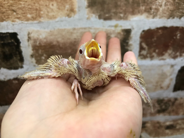 シナモン文鳥