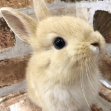 白ラインが特徴的♥美形のネザーランドドワーフ〜！