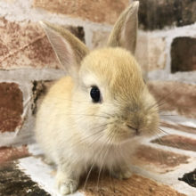 超ホヤホヤ最新画像☆癒しです・・ネザーランドドワーフラビット♡