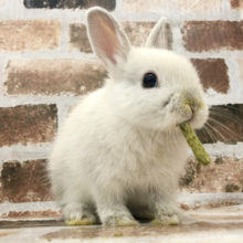 お鼻がミルクだらけ〜♥ネザーランドドワーフ(フロスティ系)