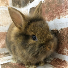 つまり顔がたまらん♡ライオンラビット〜！