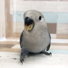 超ホヤホヤ最新画像★カメラ目線！コザクラインコヒナ(バイオレット)