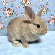 ミニウサギ  女の子   オレンジ系  10月25日