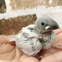 綺麗な色になるよ♡シルバー文鳥ヒナ〜！