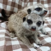 ミーアキャット入舎中！