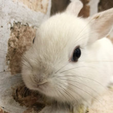 どこから見ても美しい♥ネザーランドドワーフ(フロスティ)☆