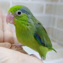 南米を感じる！！！　マメルリハ（ノーマル）♂　2020年10月06日