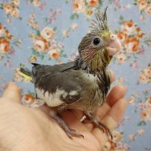 いつでも人気もの！オカメインコ☆ノーマル 2020年10月14日
