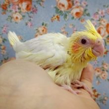 憧れの白い鳥！オカメインコ☆ルチノー 2020年10月24日