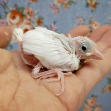 白い子はかなりの人気！白文鳥 2020年10月10日