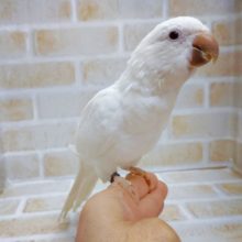ふれあいコーナーデビュー　オキナインコ☆アルビノ 2020年11月07日