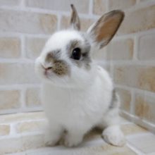 ぶちぶちカラー　ミニうさぎ　2020年10月24日