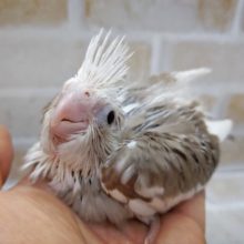 オカメインコ☆ホワイトフェイスシナモンパイド 2020年10月15日