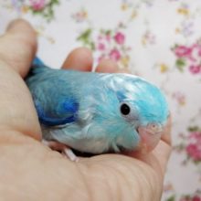 爽やかなライトカラー　マメルリハ（ブルーパイド）♂　2020年8月生まれ