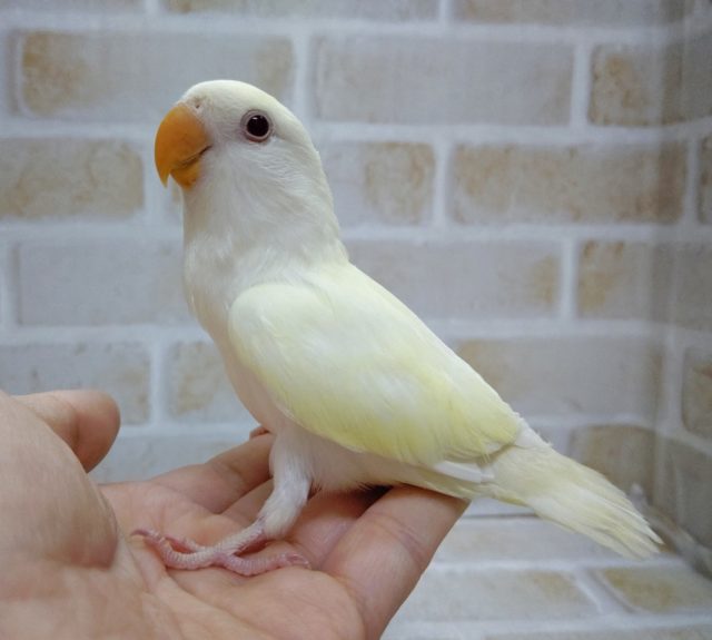 コザクラインコ（小桜インコ）