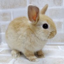 まさにピーターラビット！ ドワーフラビット☆オレンジ 2020年09月生
