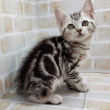 キリリっ！流し目が素敵♪アメリカンショートヘア ♂ 2020年08月05日生