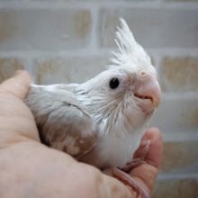 淡いカラーの白い顔の子。オカメインコ☆ホワイトフェイスシナモンパイド 2020年10月23日