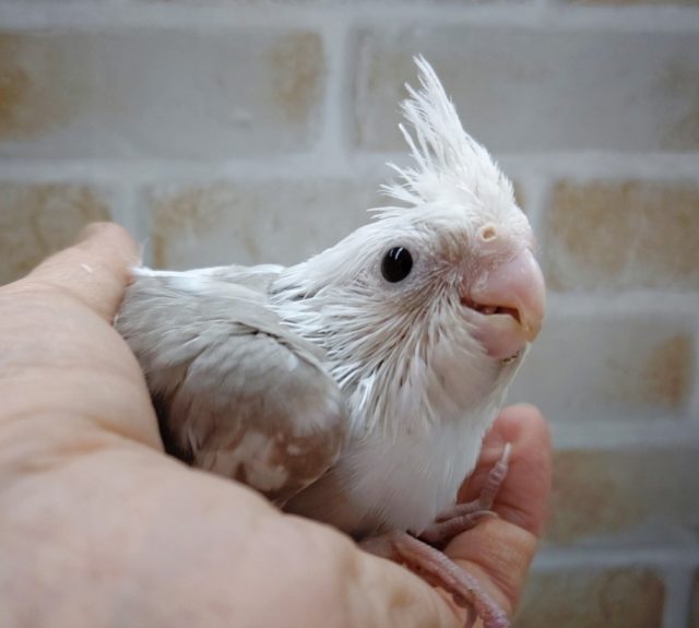 淡いカラーの白い顔の子。オカメインコ☆ホワイトフェイスシナモンパイド 2020年10月23日