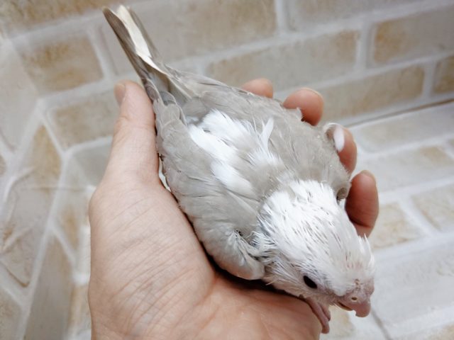 オカメインコ