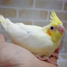 やっぱりルチノーでしょ！オカメインコ☆ルチノー 2020年10月22日